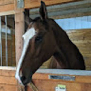 Meet your Posher, Madison